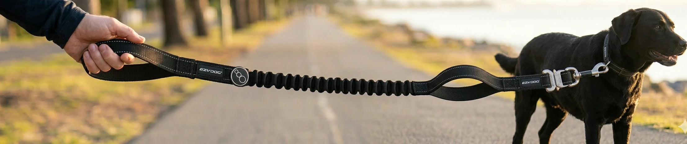 Dog Leash