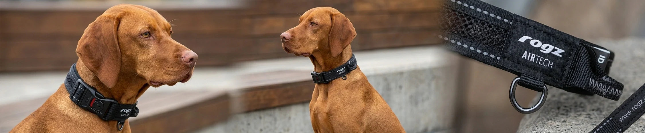 Dog Collar