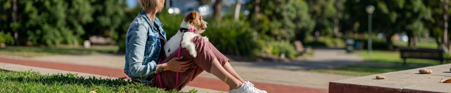 Dog Collars