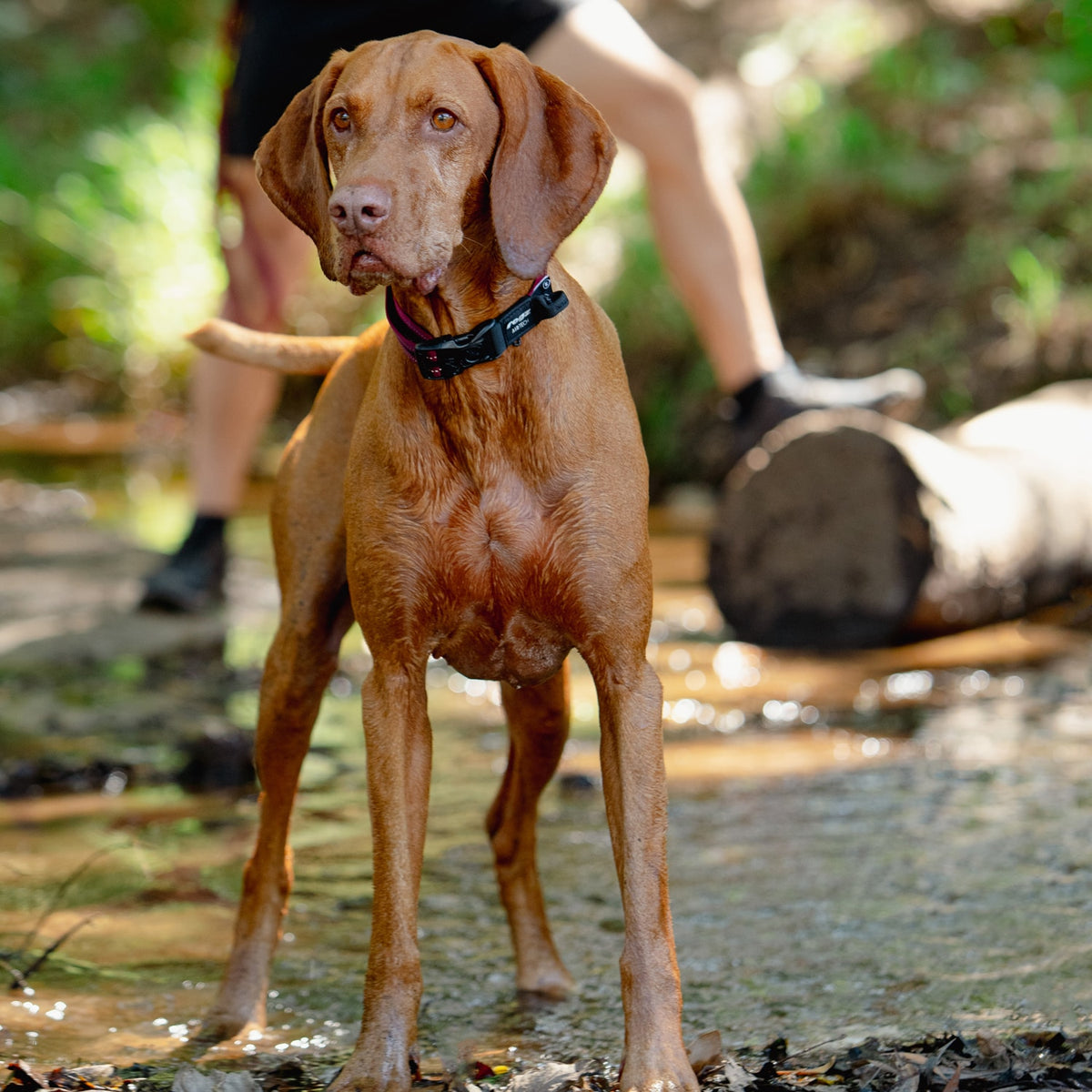Rogz AirTech Classic Dog Collar