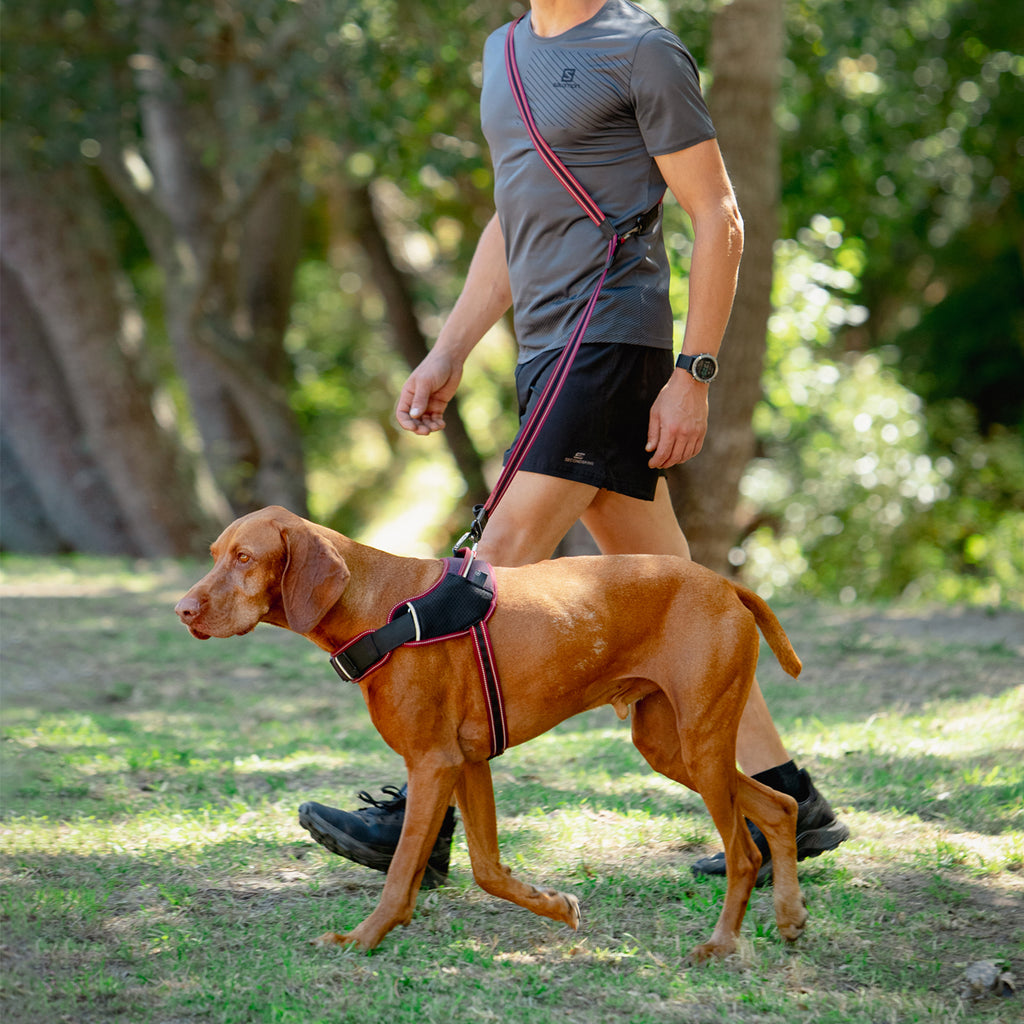 AirTech Dog Multi Lead