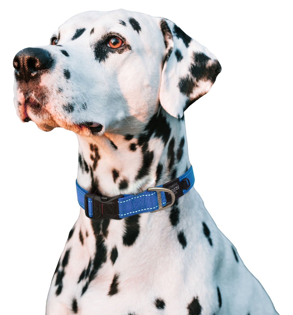 Classic Dog Collar