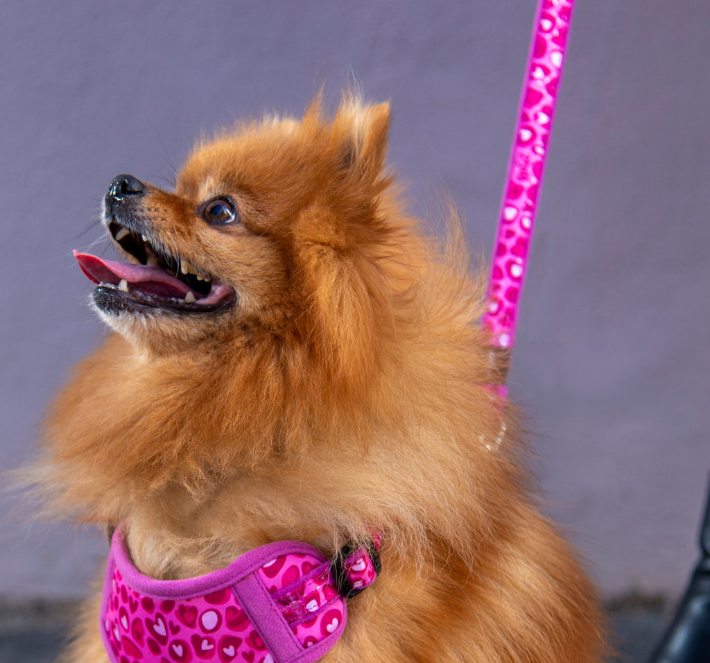Small Dogs Safari Fashion Classic Leash Medium- Wild Heart Pink