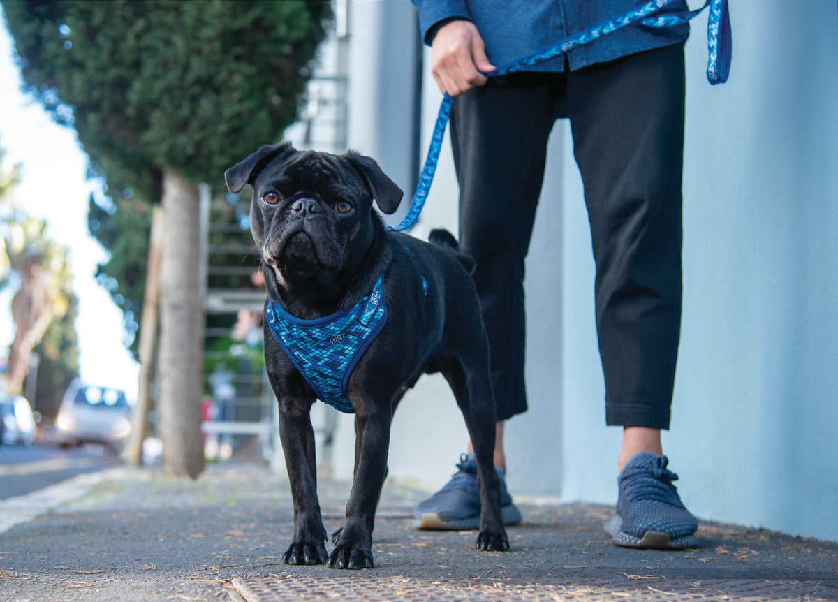 Safari Fashion Comfy Harness for Small Dogs