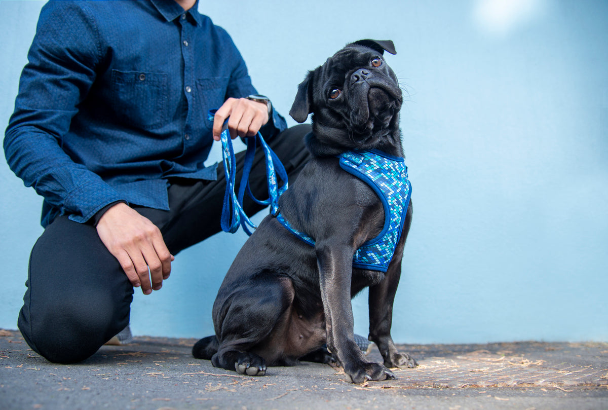 Safari Fashion Comfy Harness for Small Dogs