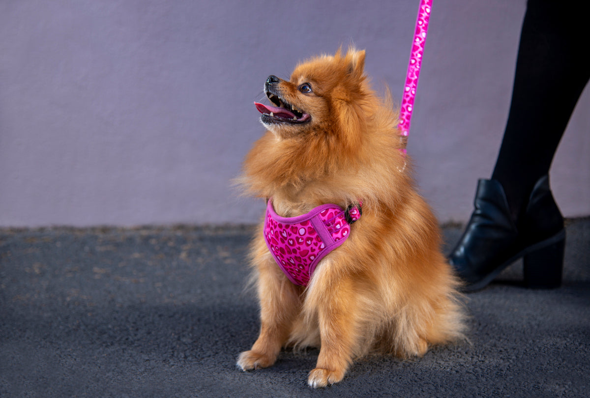 Safari Fashion Comfy Harness for Small Dogs