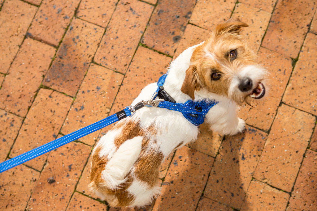Fast Fit Harness