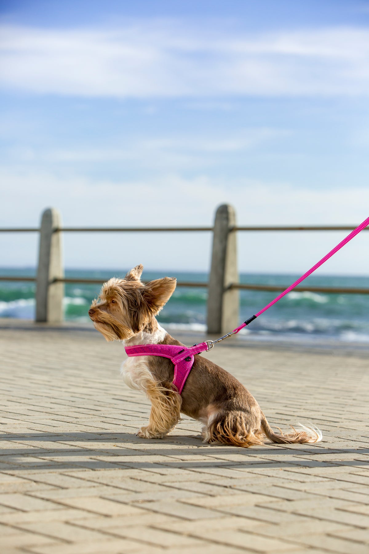 Fast Fit Harness