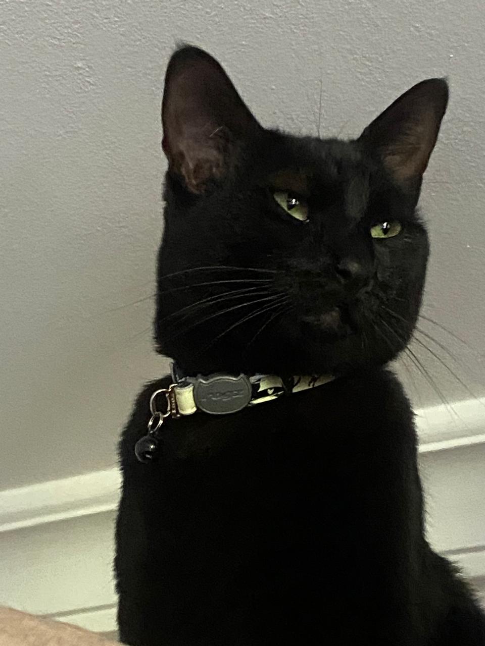 Rogz Glow In the Dark Cat Safety Collar