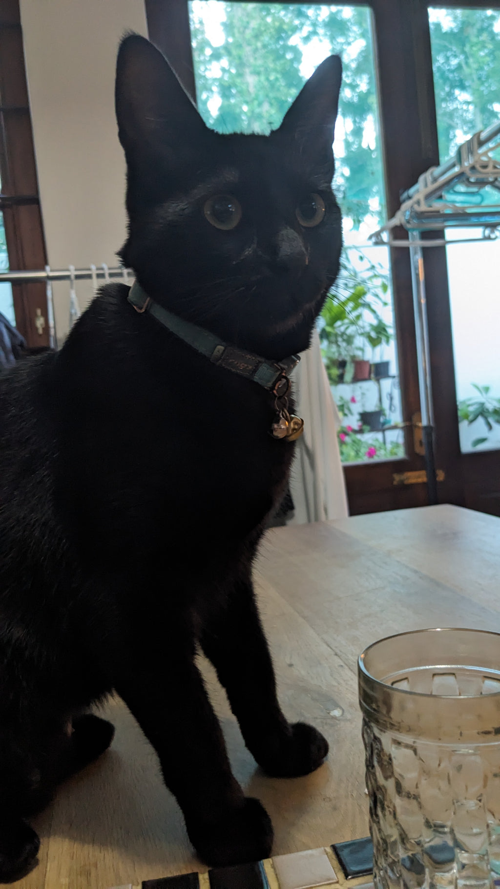 Rogz Glow In the Dark Cat Safety Collar