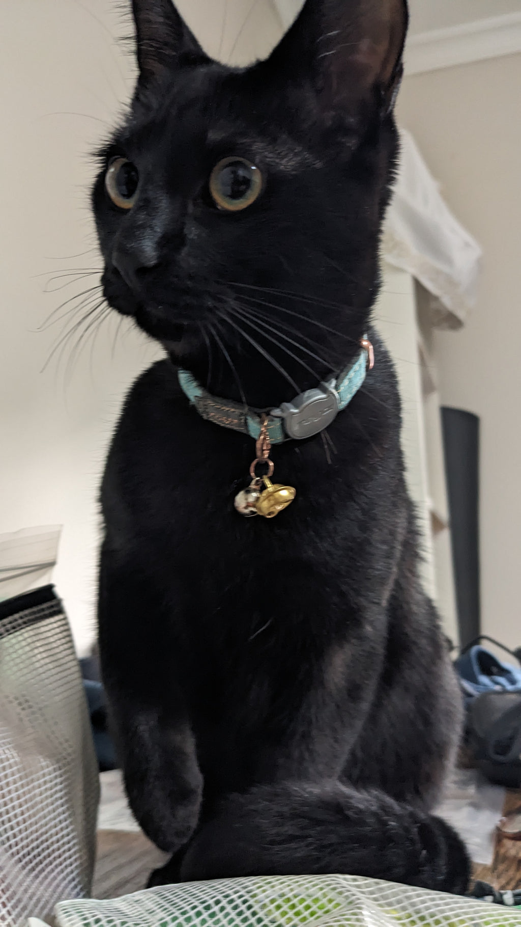 Rogz Glow In the Dark Cat Safety Collar