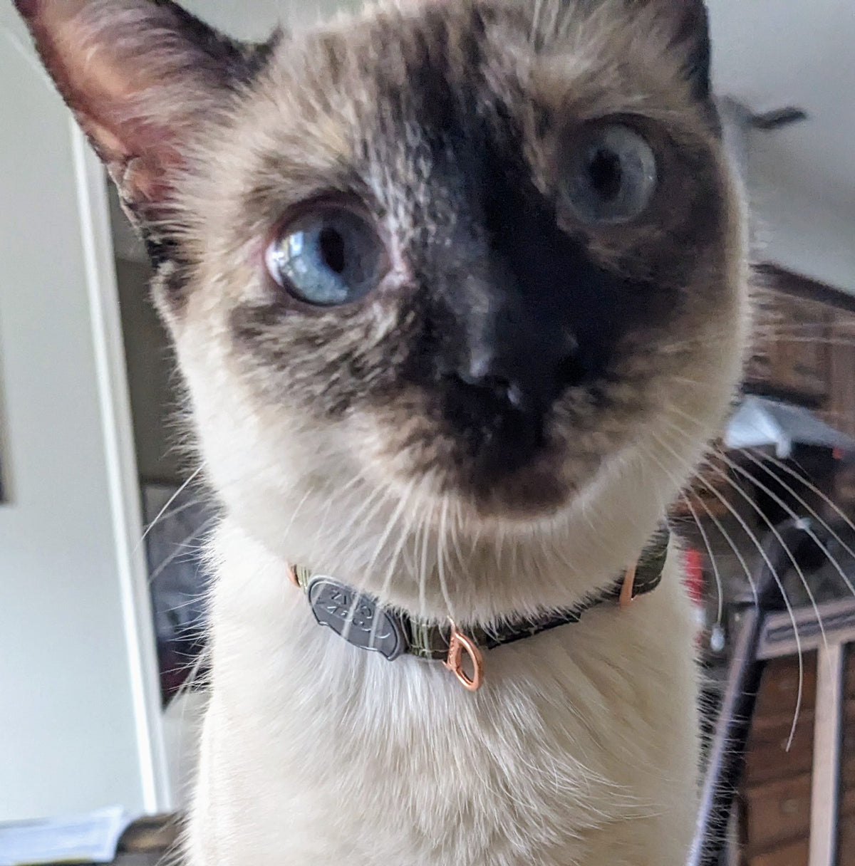 Rogz Glow In the Dark Cat Safety Collar