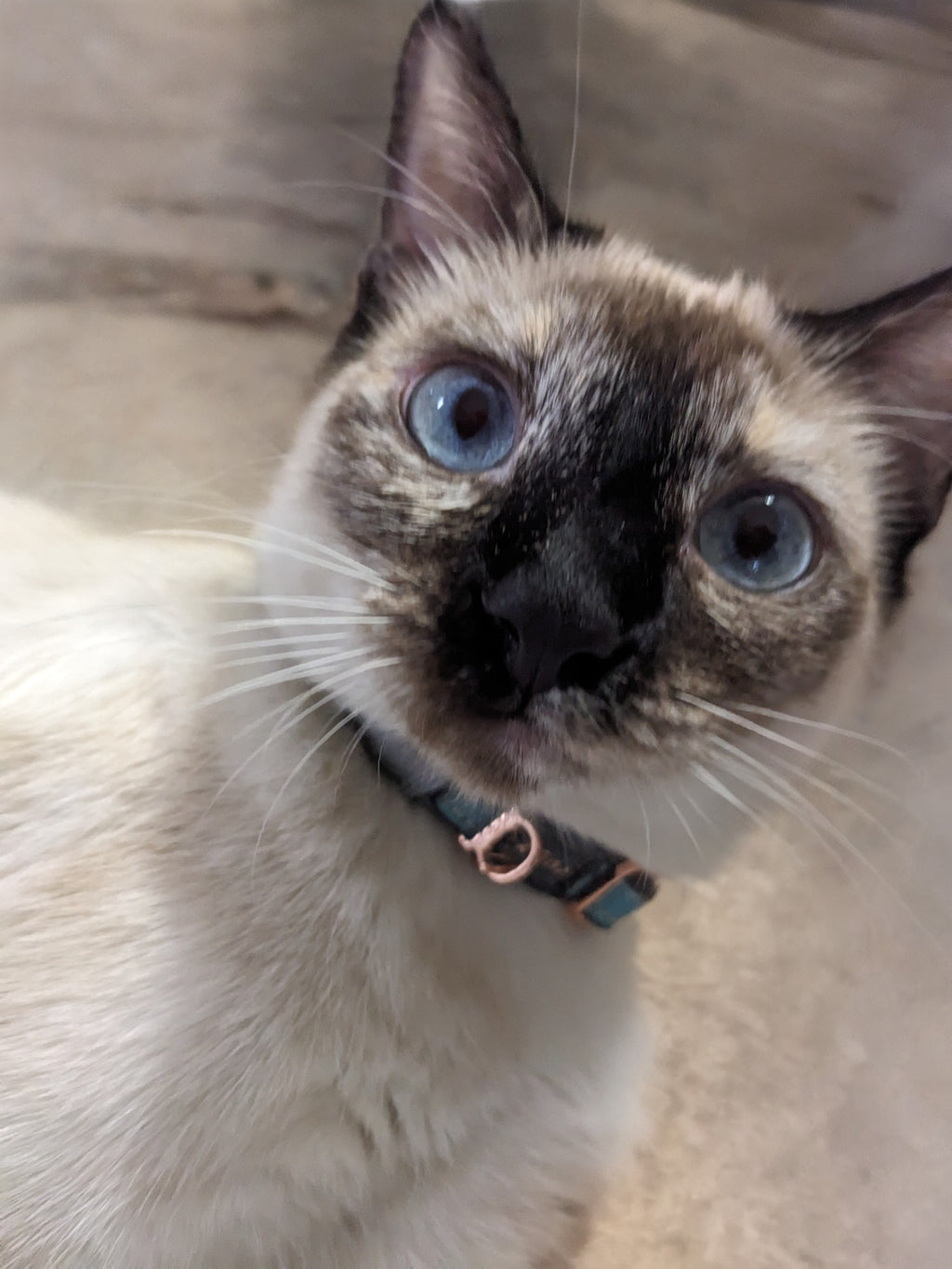 Rogz Glow In the Dark Cat Safety Collar