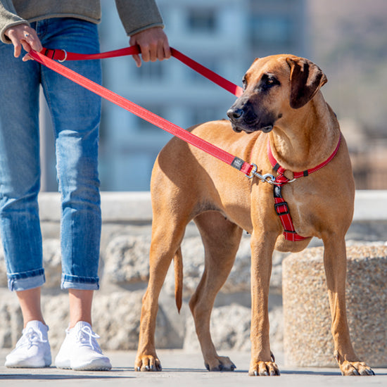 Multi Purpose Leash Small- Orange