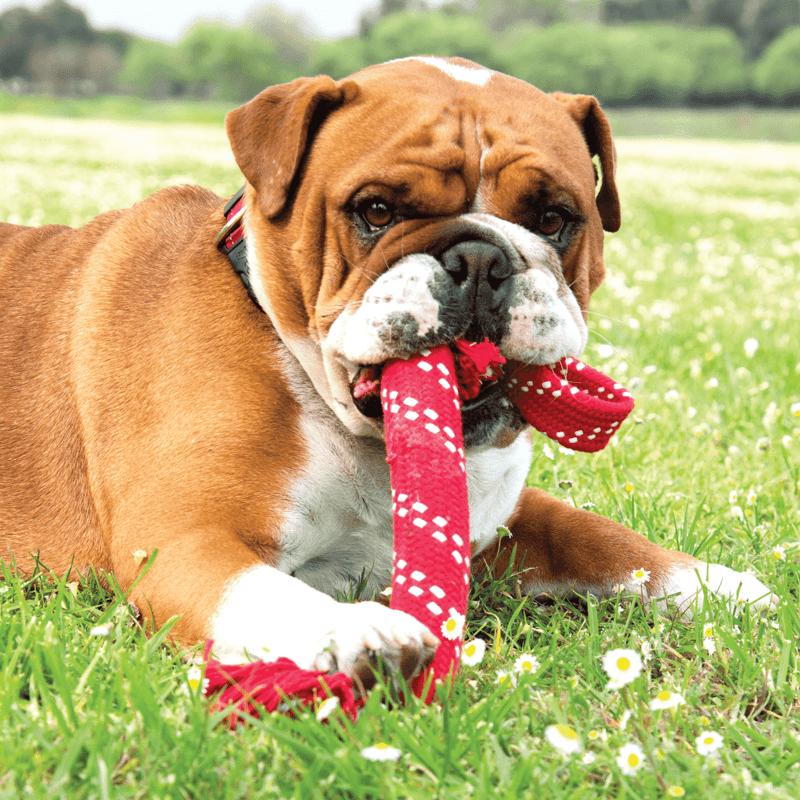 Kong Scrubz Tug Toy -  Medium
