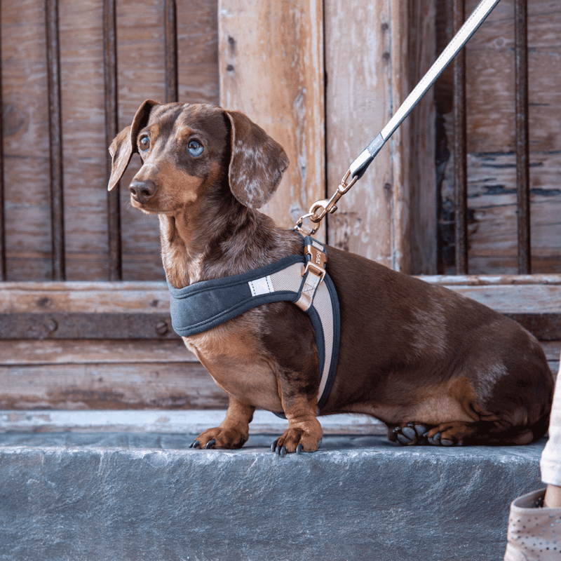 Rogz Urban Fast Fit Adjustable Harness