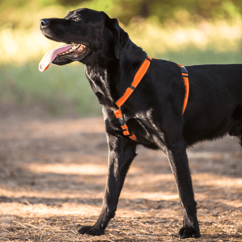 Rogz Classic Dog H-Harness