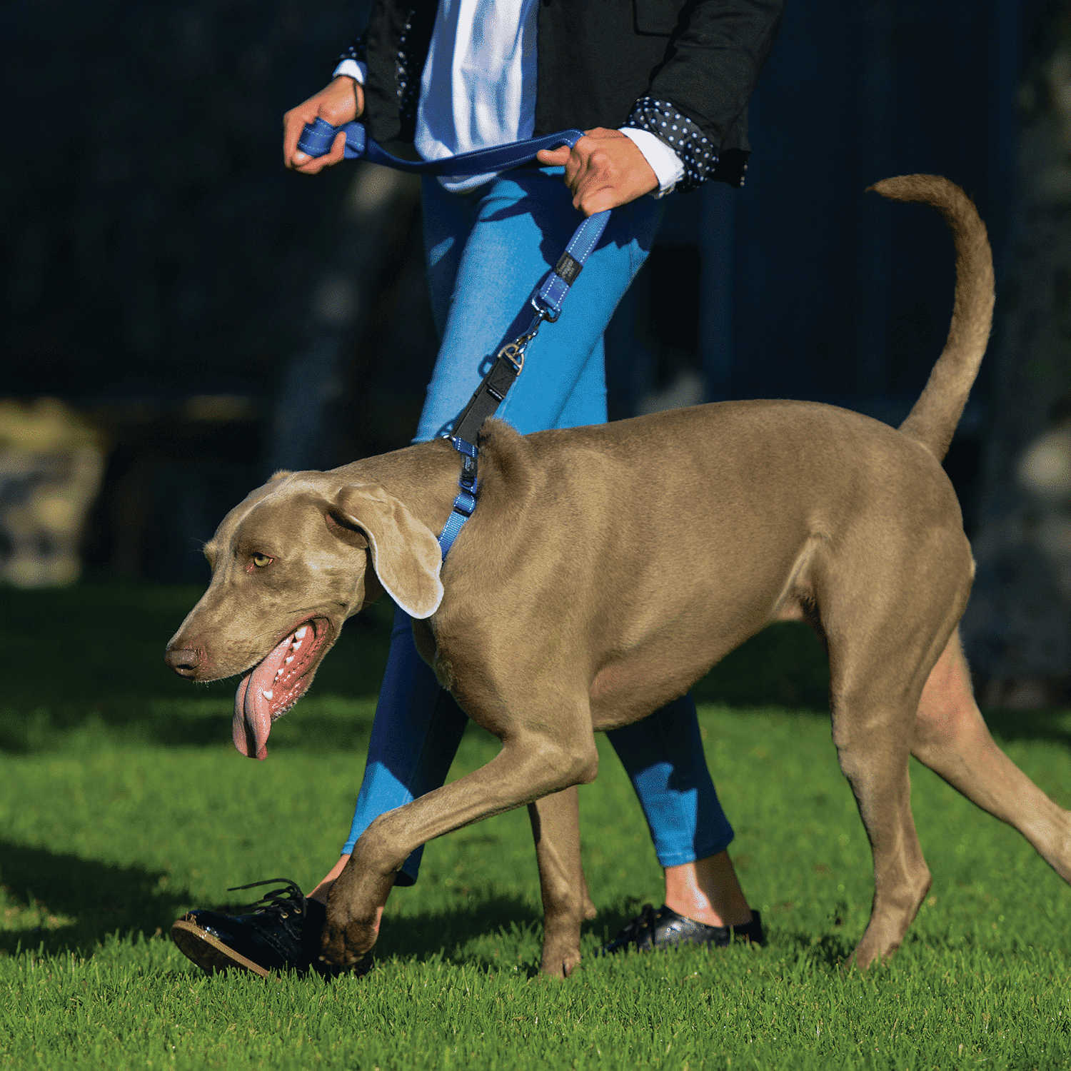 Rogz Control Martingale Web Collar
