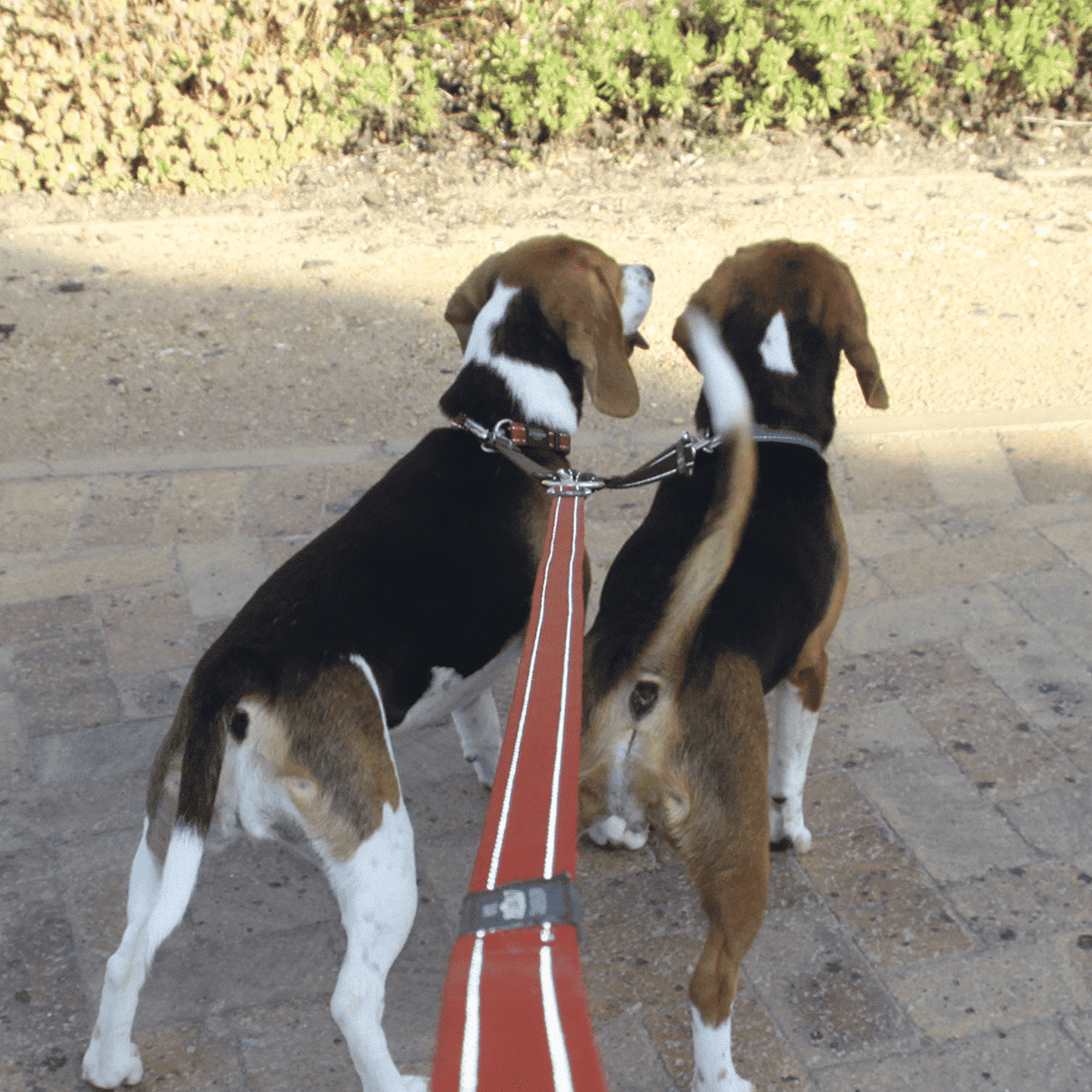 Rogz Multi Dog Double Split Leash