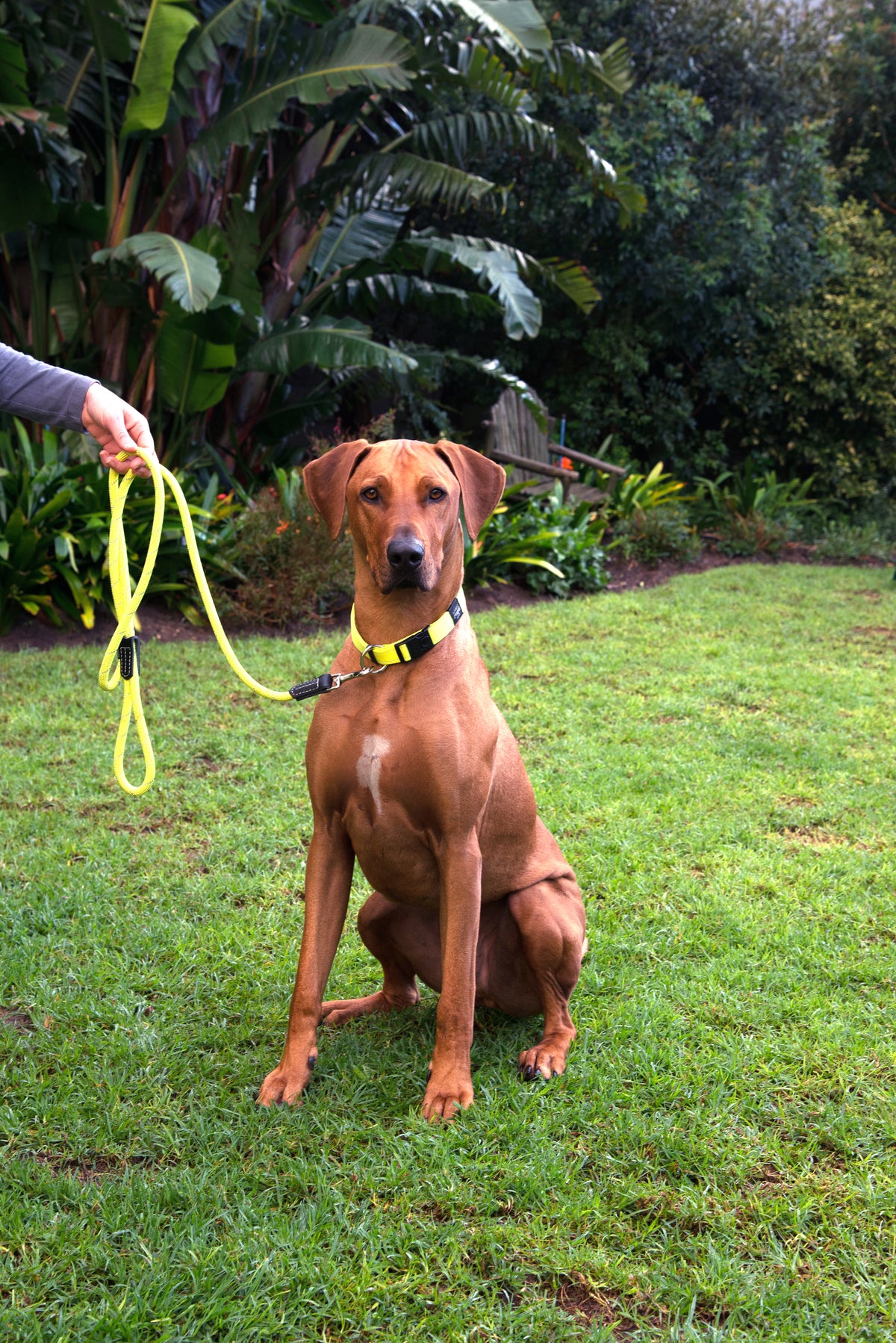 Rope Classic Leash 6ft long