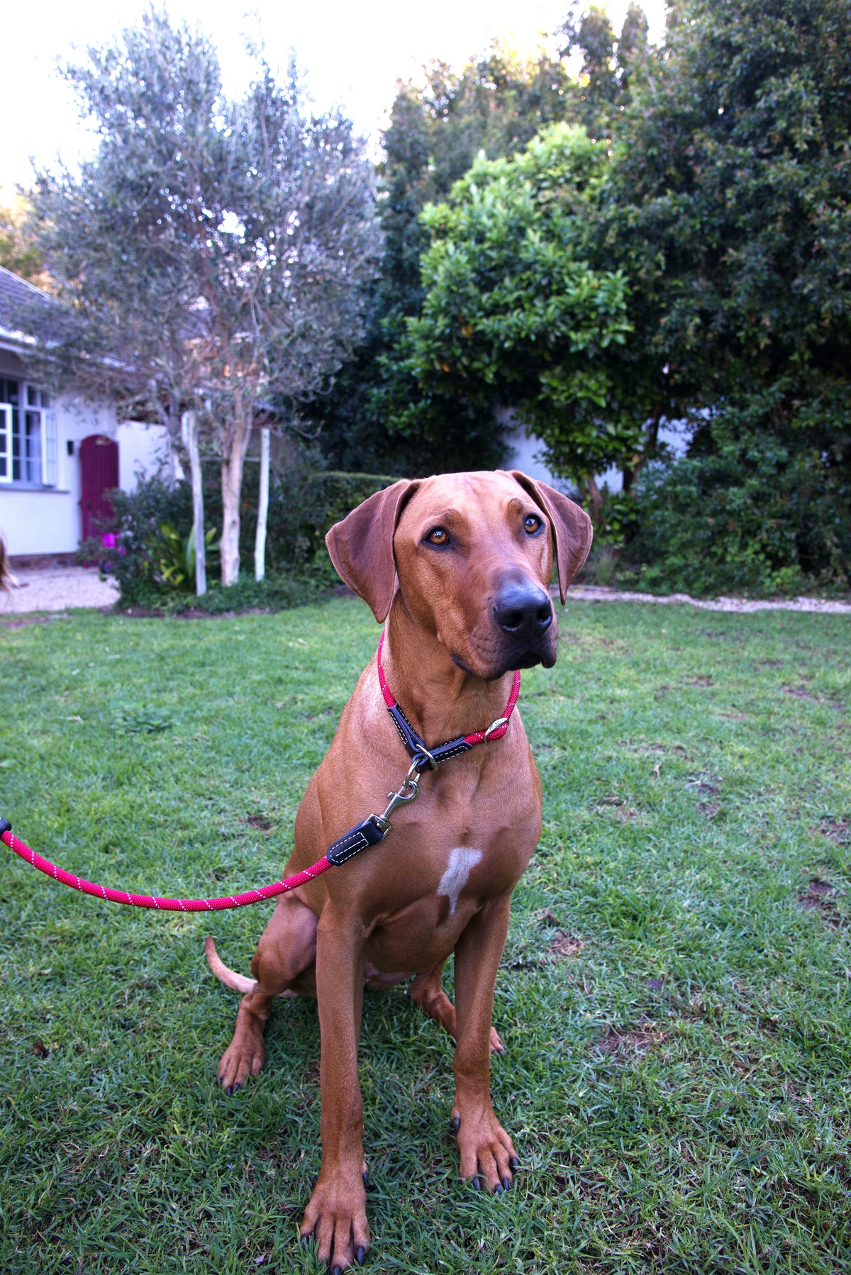 Rope Classic Leash 6ft long