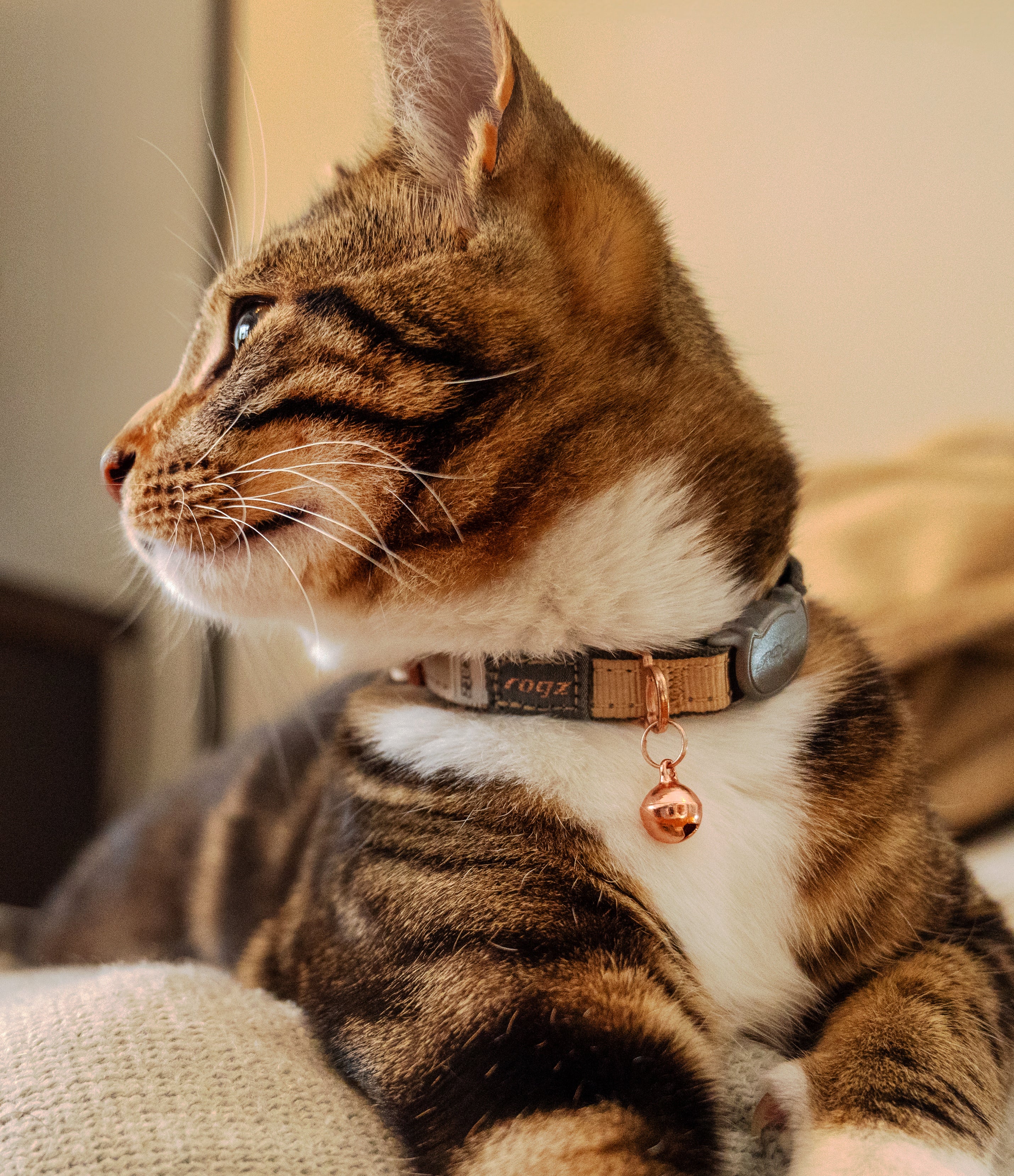 ごろ猫 Rogz Urban Cat Safety Collar – Rogz USA
