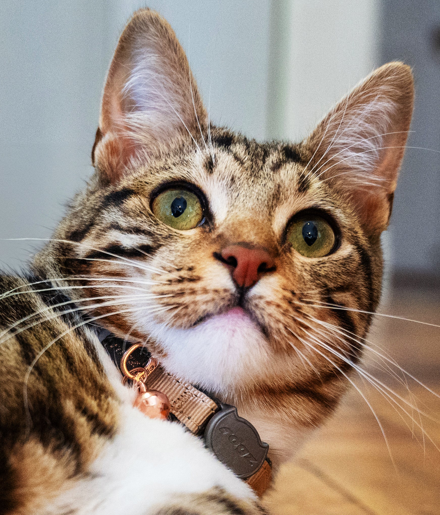 ごろ猫 Rogz Urban Cat Safety Collar – Rogz USA