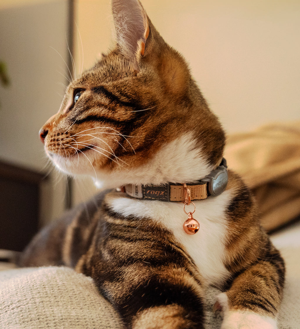 Rogz Urban Cat Safety Collar