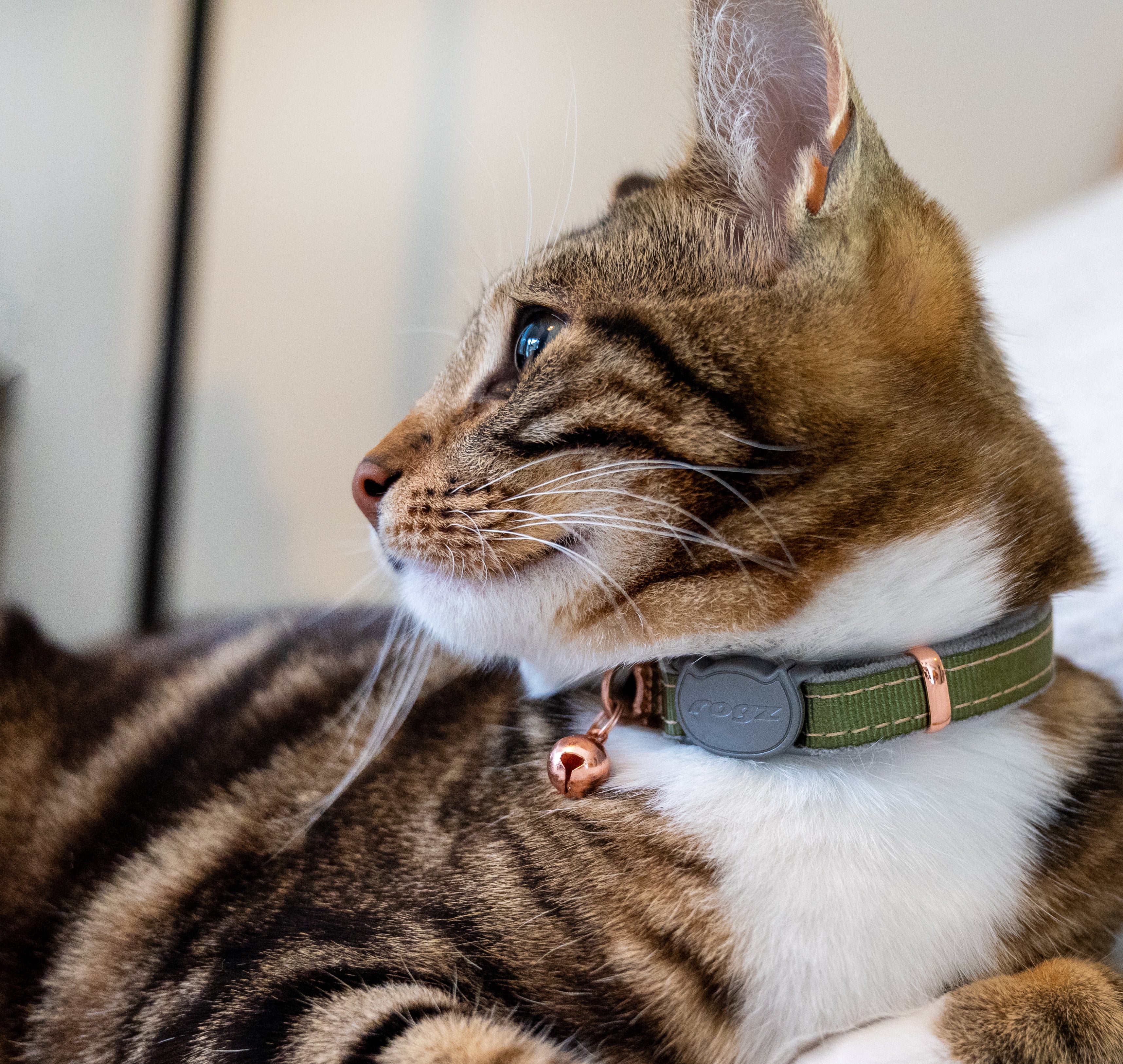 ごろ猫 Rogz Urban Cat Safety Collar – Rogz USA