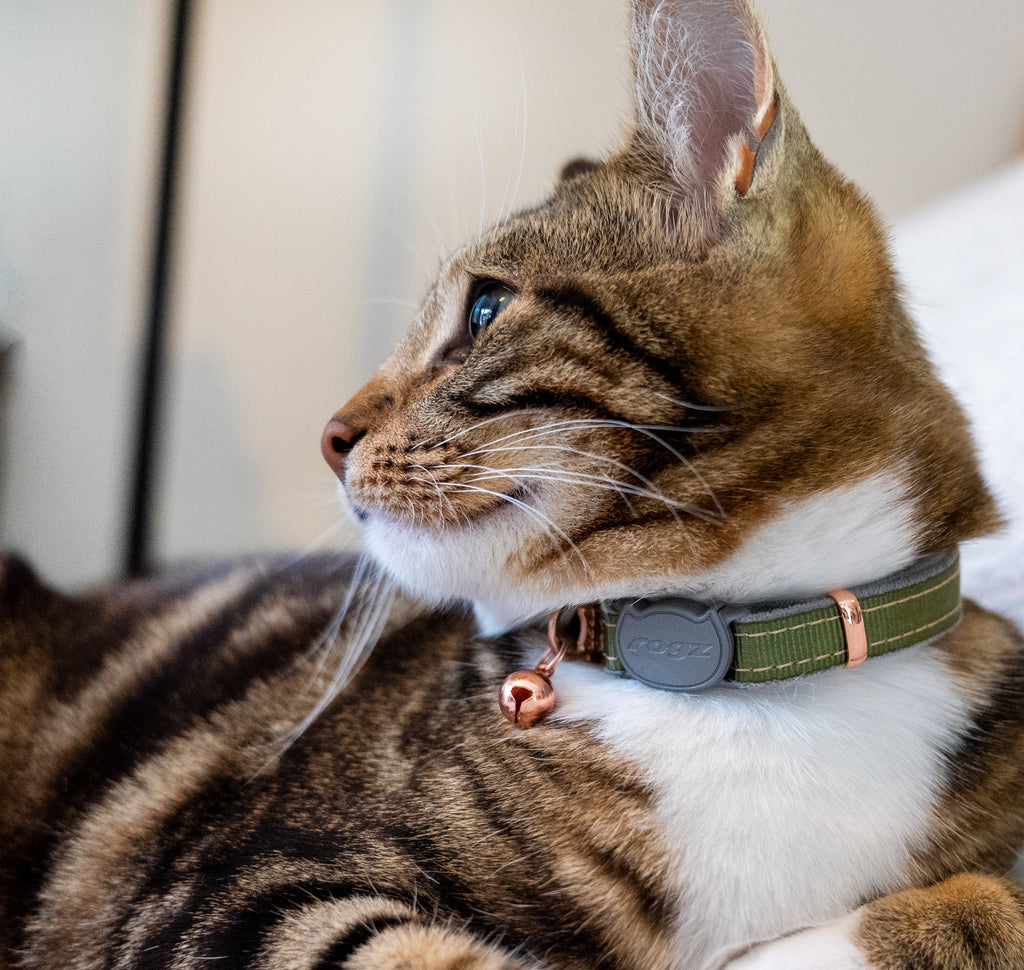 Rogz Urban Cat Safety Collar