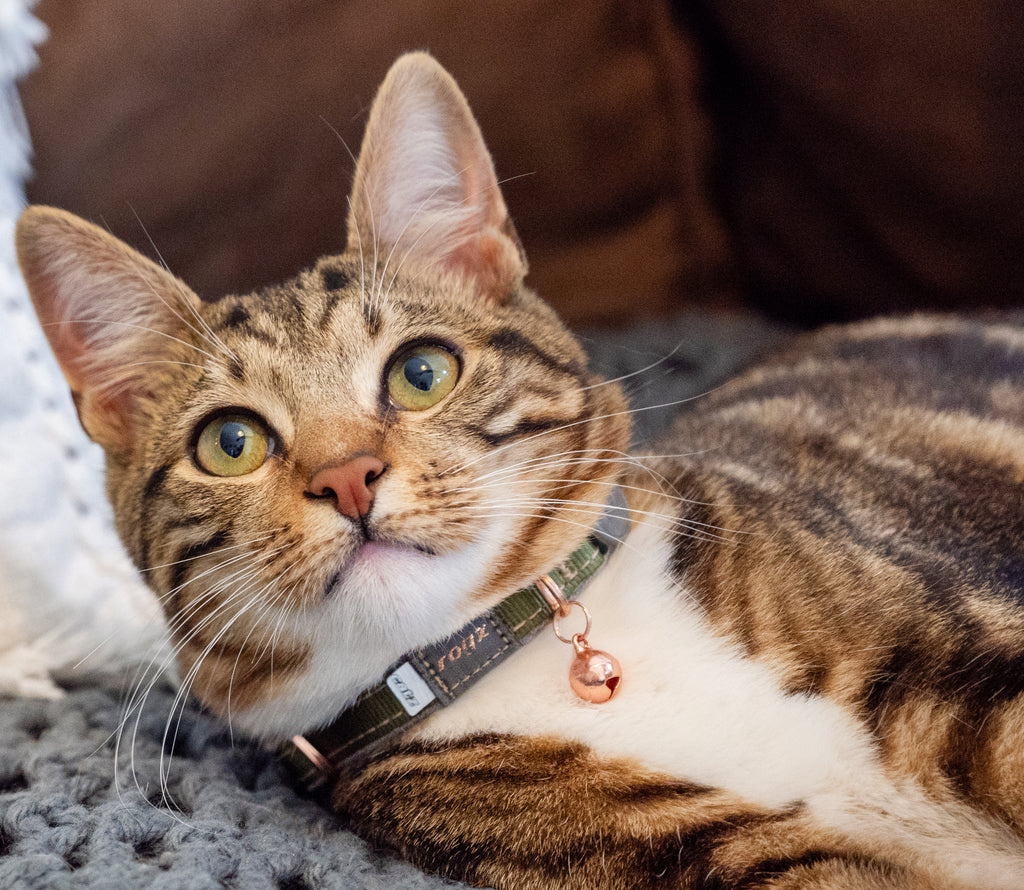 Rogz Urban Cat Safety Collar