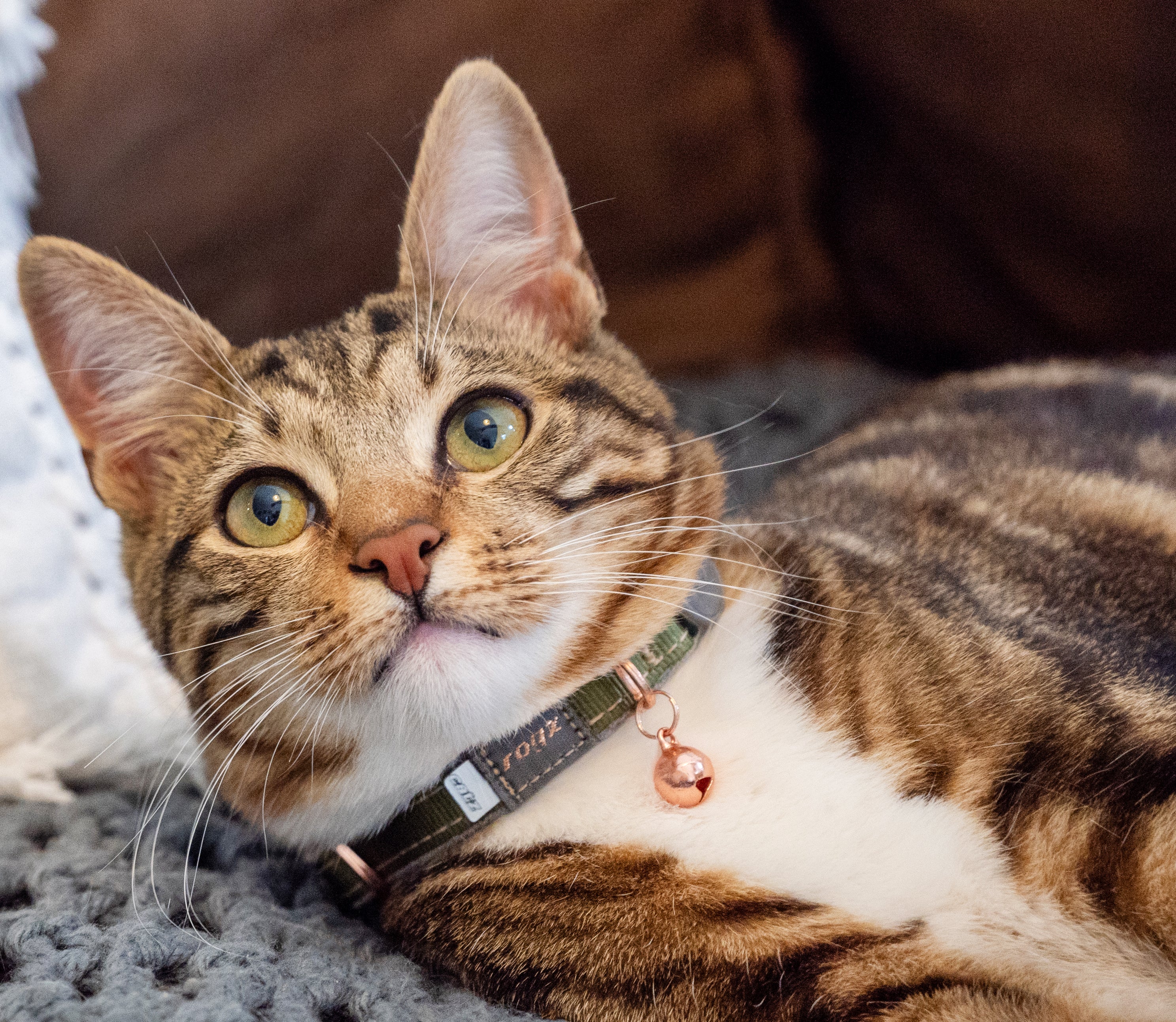 Rogz Urban Cat Safety Collar