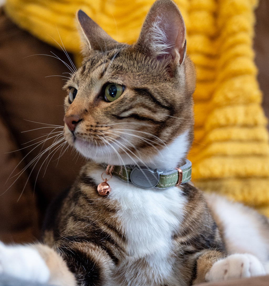 Rogz Urban Cat Safety Collar