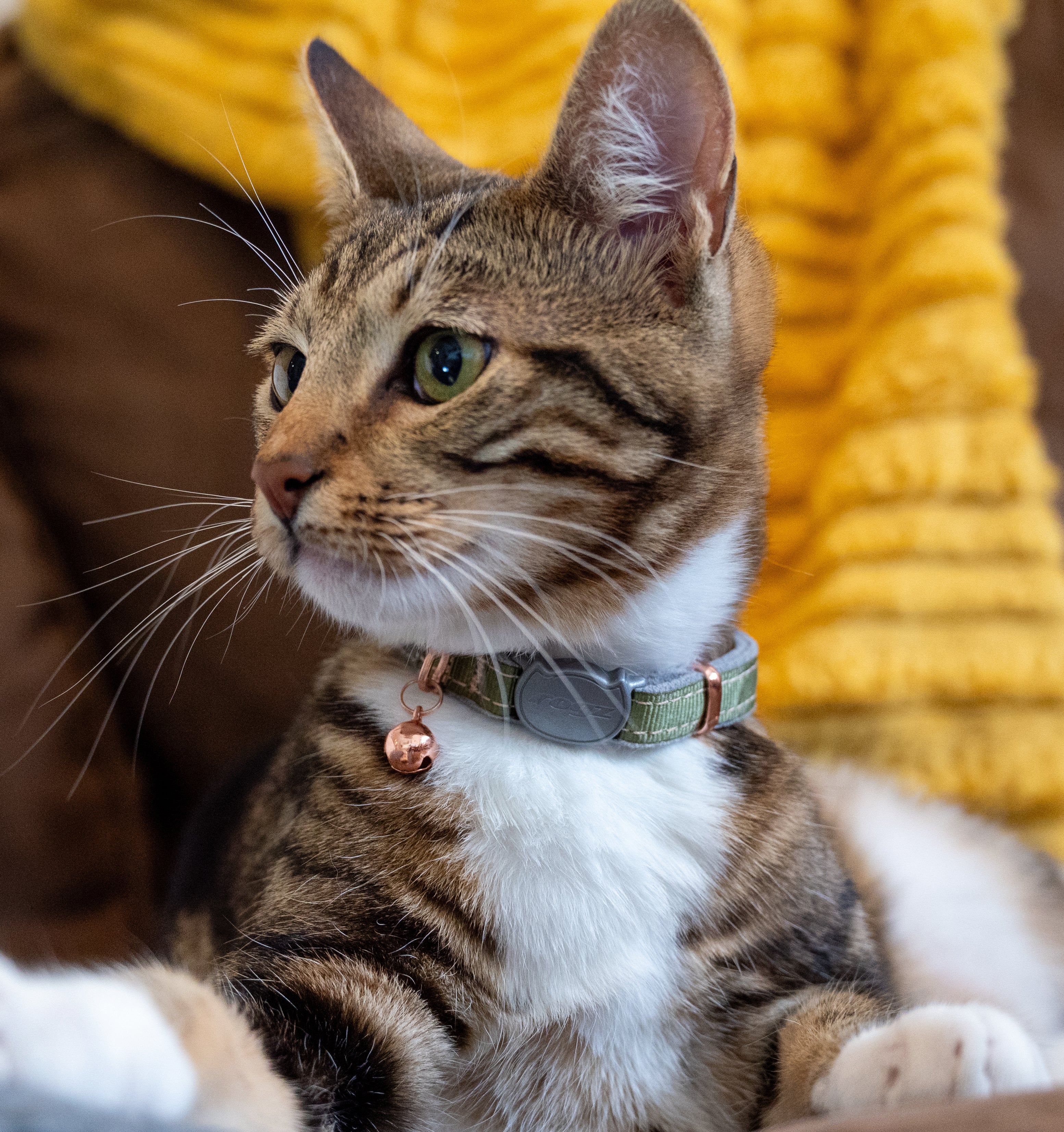 Rogz Urban Cat Safety Collar
