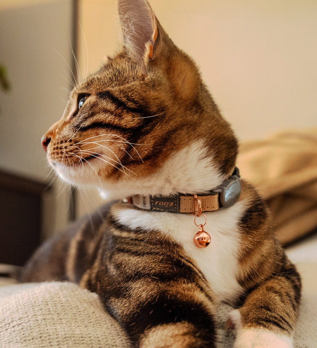 Rogz Urban Cat Safety Collar