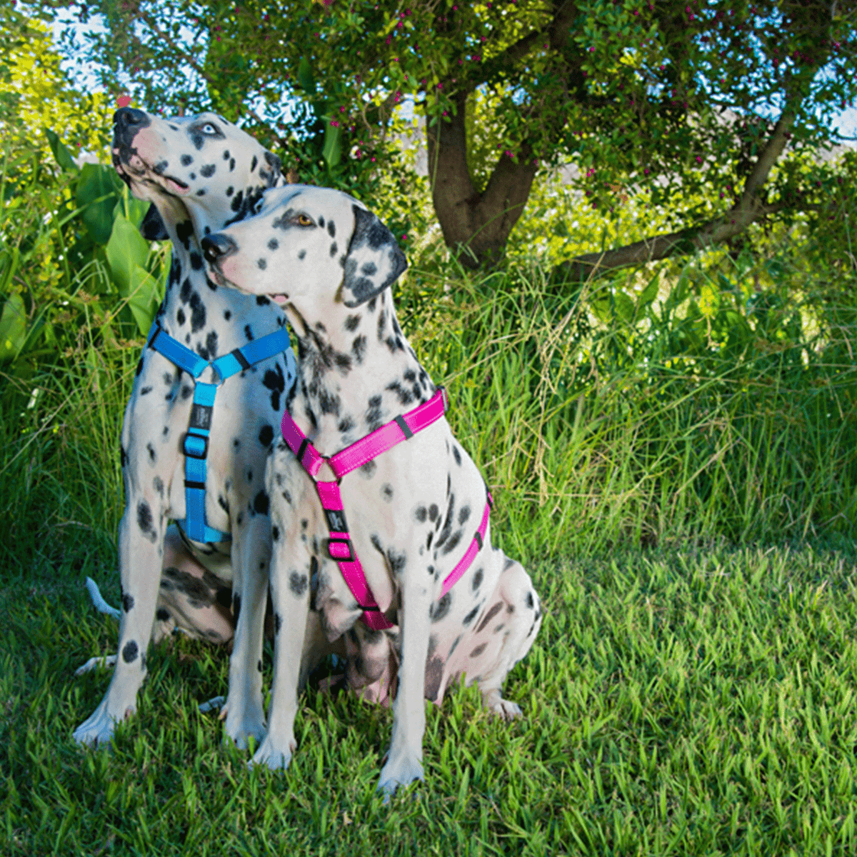 Classic Dog H-Harness