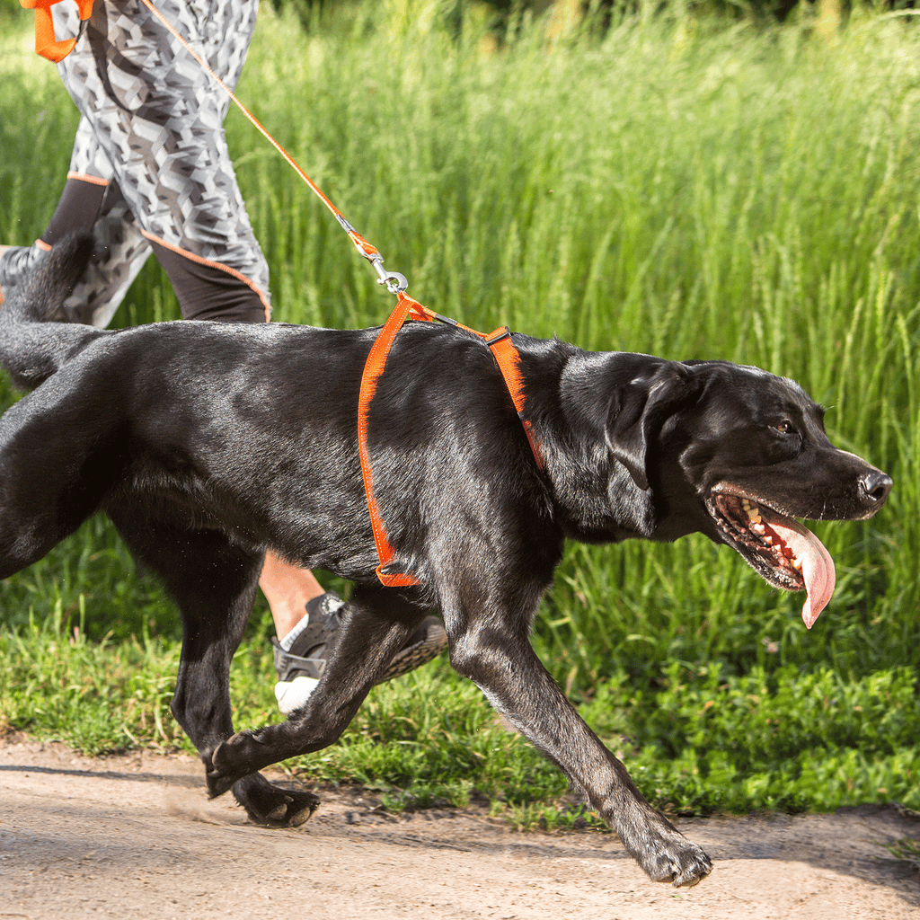 Classic Dog H-Harness