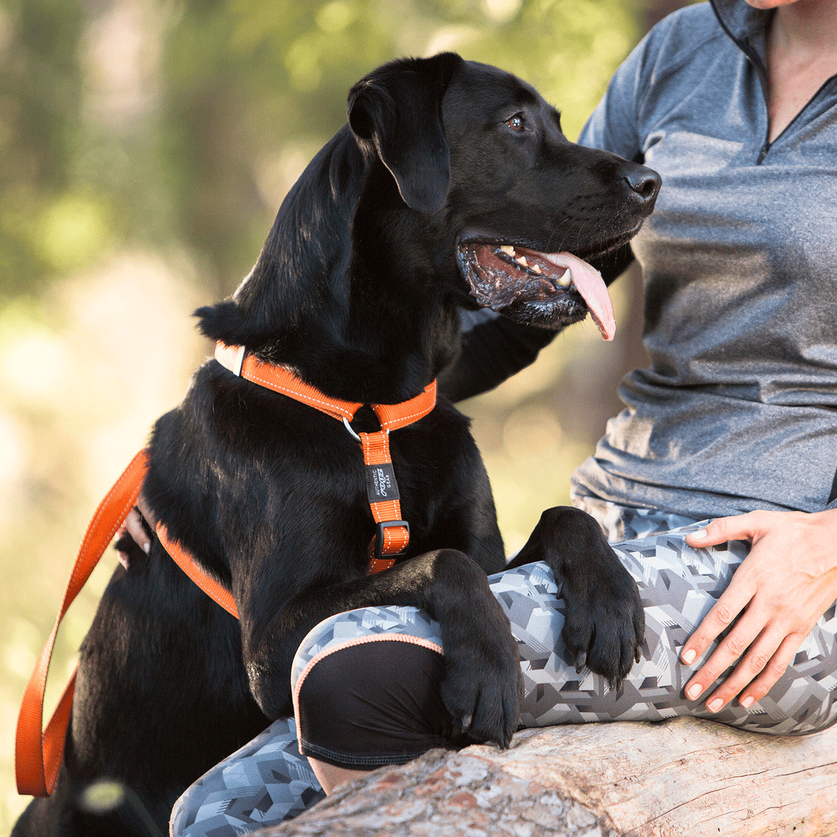 Classic Dog H-Harness