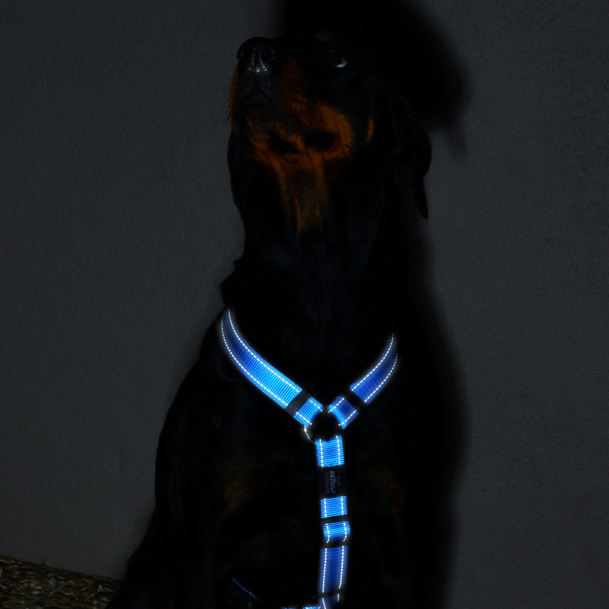 Classic Dog H-Harness