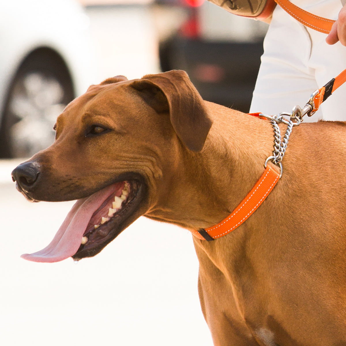 Rogz Control Dog Collar