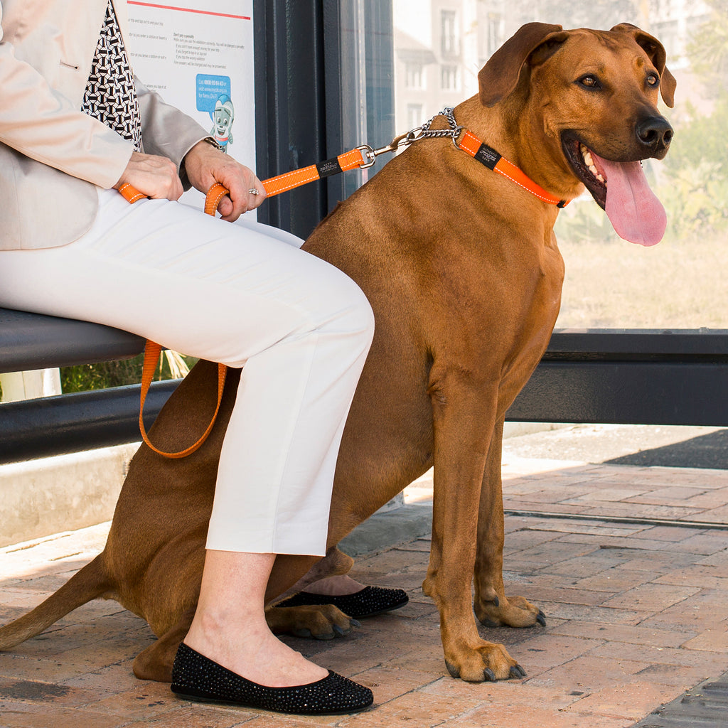 Rogz Control Dog Collar