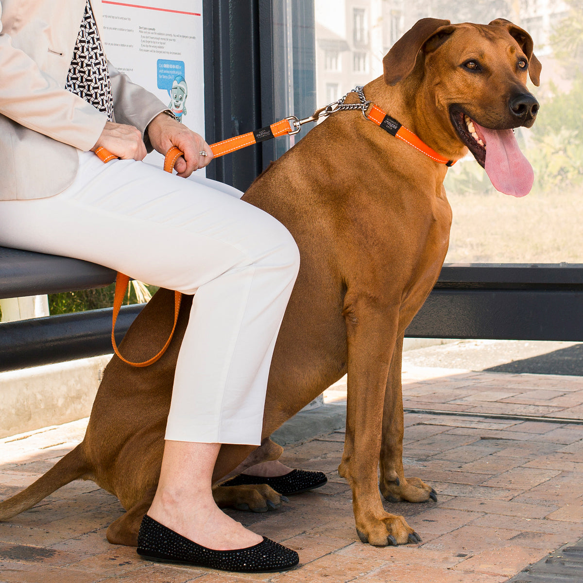 Rogz Control Dog Collar