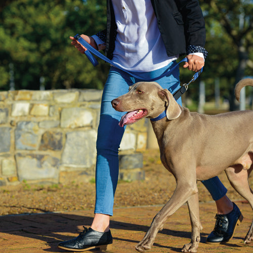 Rogz Control Martingale Web Collar