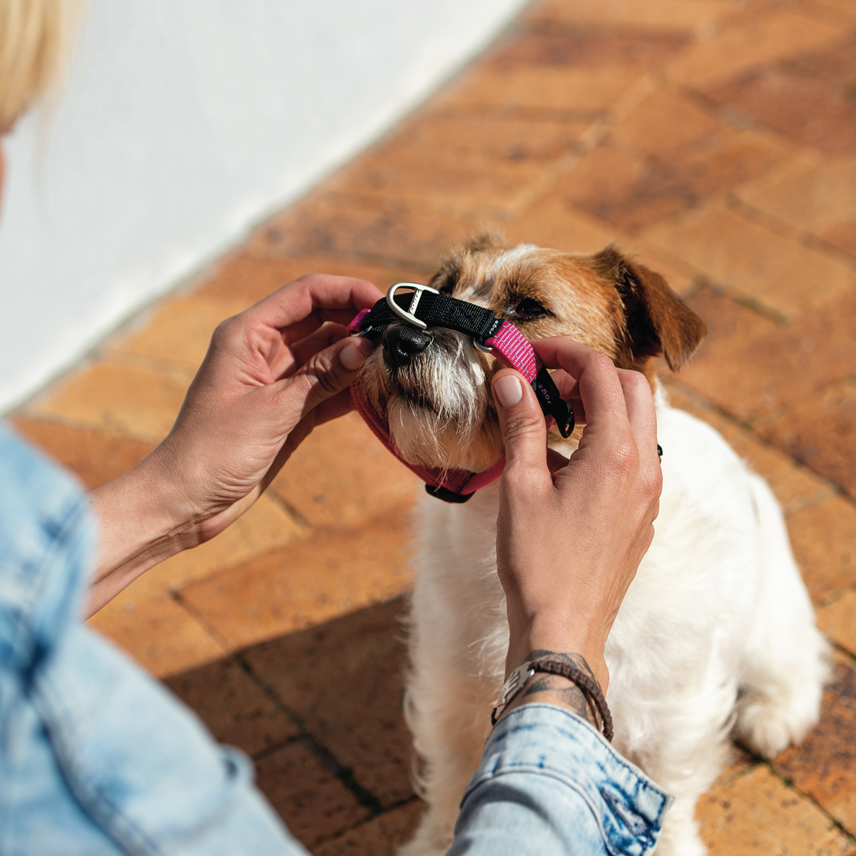 Rogz Control Martingale Web Collar