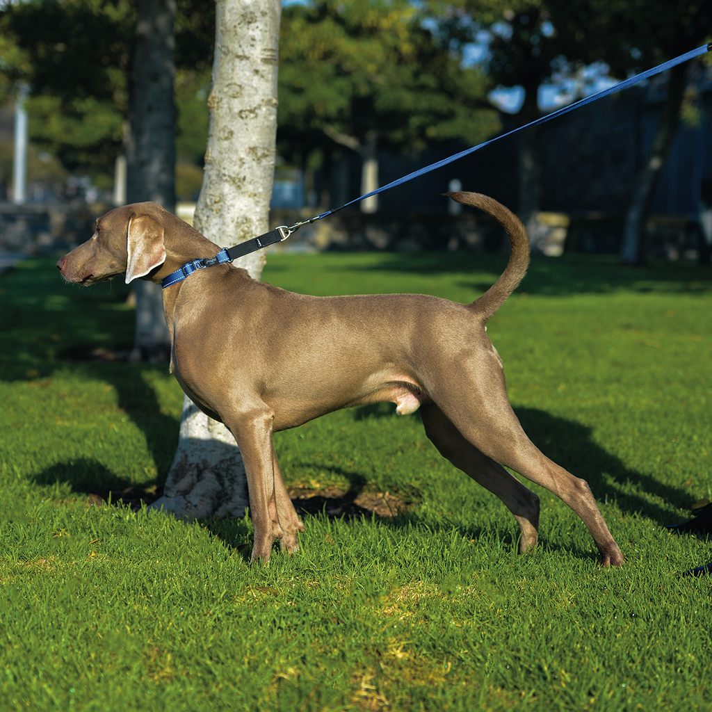 Rogz Control Martingale Web Collar