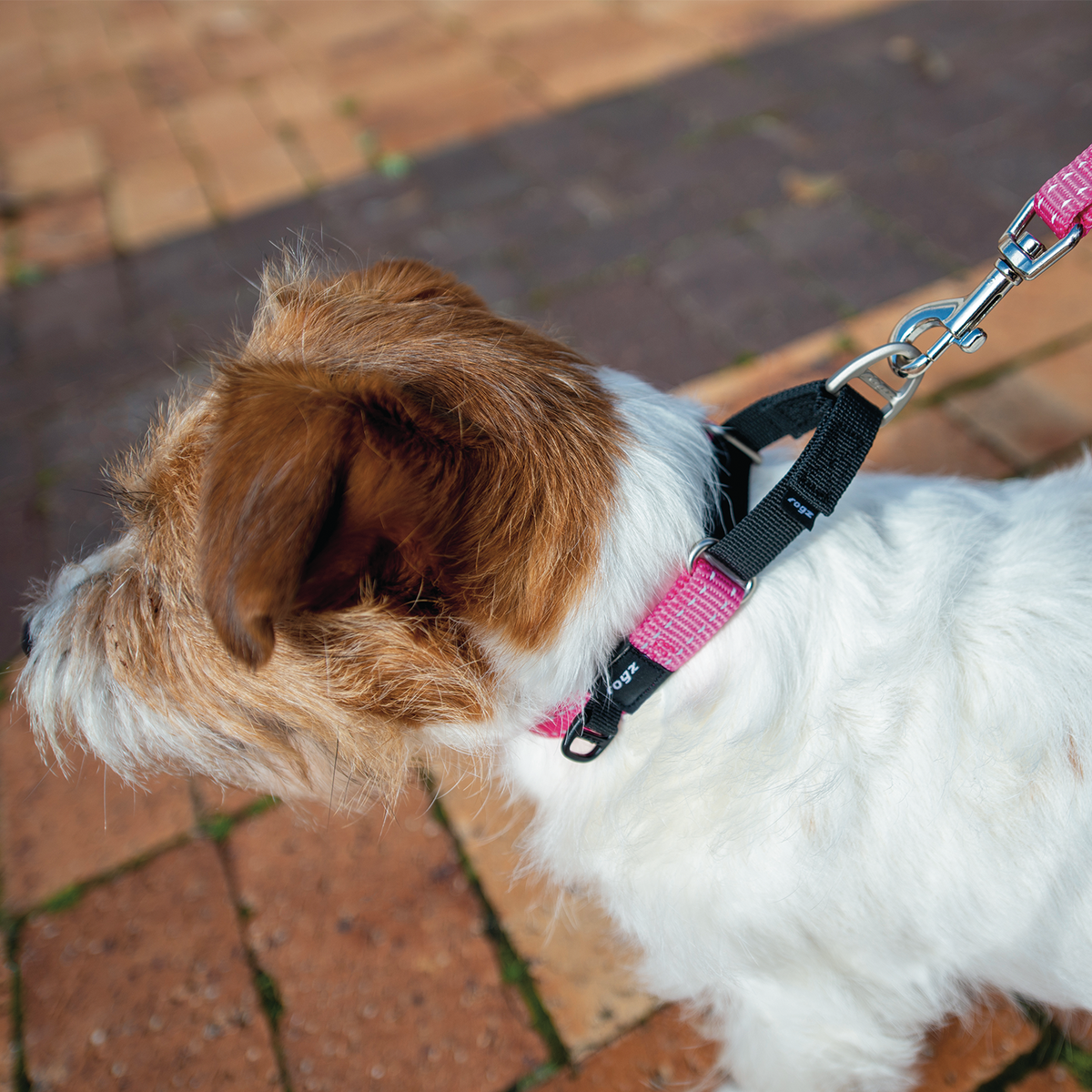 Rogz Control Martingale Web Collar