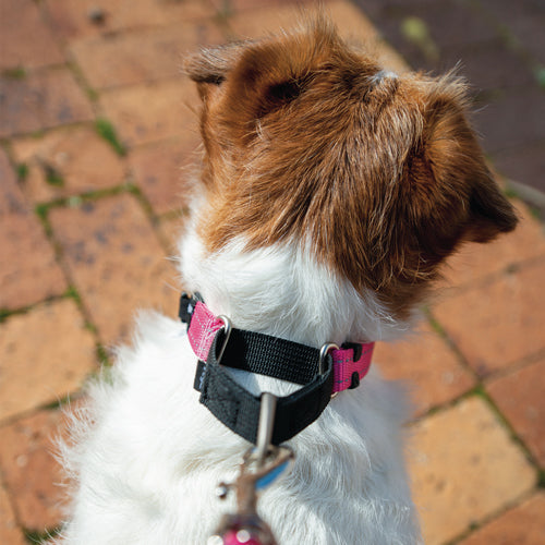Rogz Control Martingale Web Collar