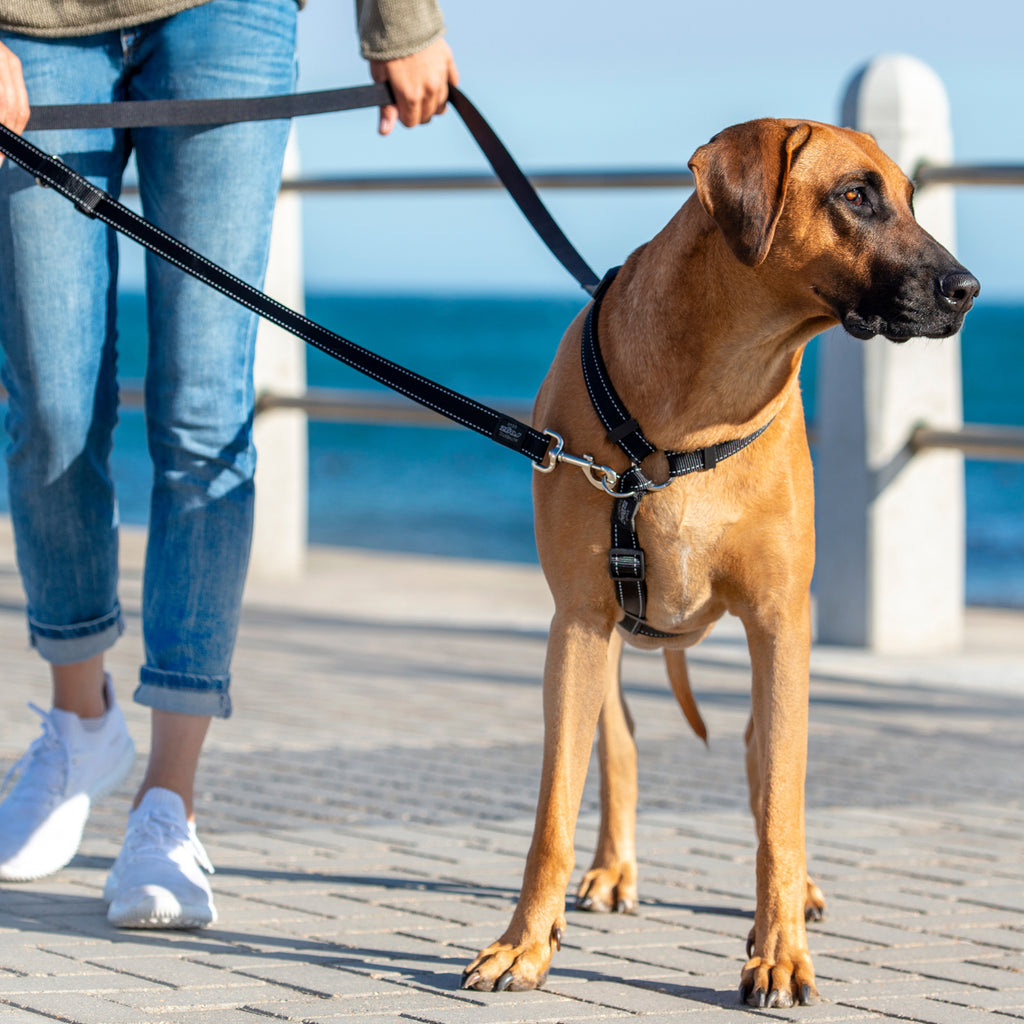 Rogz Control Multi-Leash