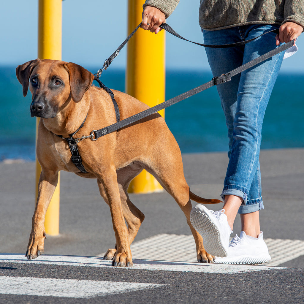 Rogz Control Multi-Leash