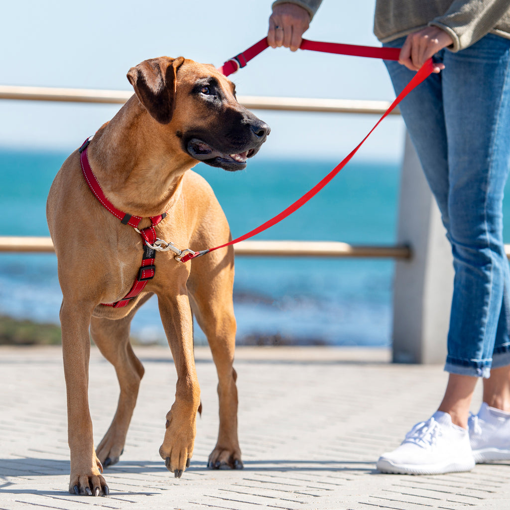 Rogz Control Multi-Leash